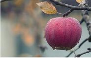 Manzana muy madura en otoño gracias a la poda realizada por Emondage Saint-Jean.