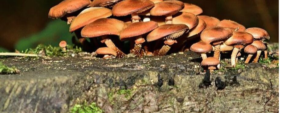 Mushrooms growing on a stump in Saint-Jean-sur-Richelieu