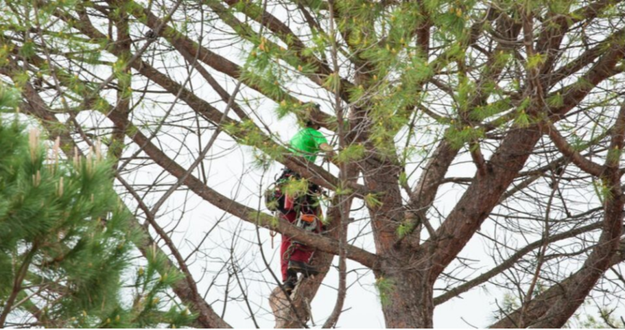 Climber from Emondage Saint-Jean working at height in a pine tree.