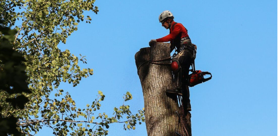 Arboricultor de Emondage Saint-Jean, que tala un árbol. El residente de Saint John obtuvo primero un permiso de tala de la ciudad de Saint- Jean.