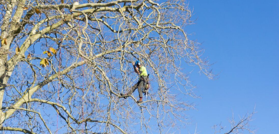 Grimpeur de l'entreprise Emondage Saint-Jean travaillant dans un arbre à Saint-Jean-sur-Richelieu