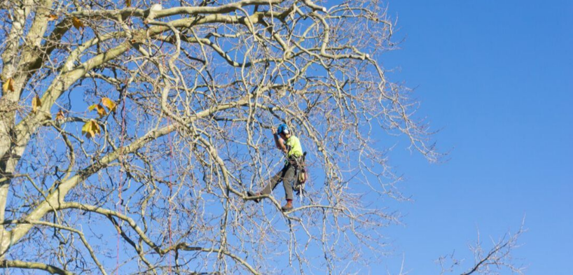 Climber from Emondage Saint-Jean working in a tree in Saint-Jean-sur-Richelieu