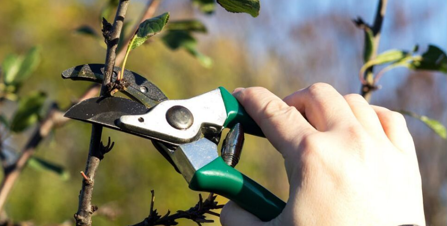 An employee of Emondage Saint-Jean performs a training pruning on a tree.
